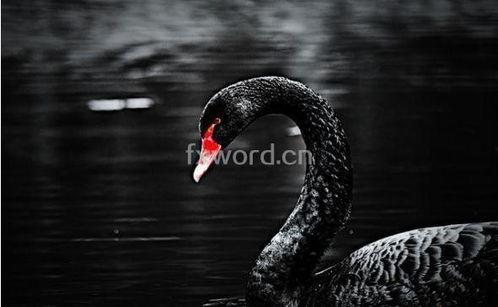 黑天鹅全技能爆料视频,全技能爆料视频深度解析