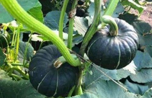 网红吃的生瓜叫什么来着,揭秘那款生瓜的独特魅力